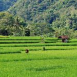 Colombo: Digana Waterfall Swim & Village Walk & Tea Factory - What Travelers Should Know