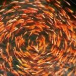 Colombo Galle, Madu River Safari, and Turtle Hatchery - A Deep Dive into the Experience