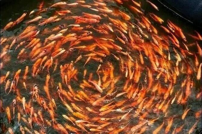 Colombo Galle, Madu River Safari, and Turtle Hatchery - A Deep Dive into the Experience