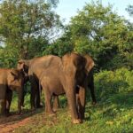 Colombo Private Airport Transfer - Reliable, Licensed Drivers