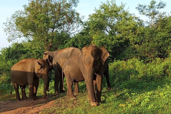 Colombo Private Airport Transfer - Reliable, Licensed Drivers