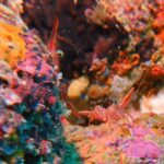 Colombo: Shipwreck Diving Experience within the city - Authentic Experiences & Hidden Gems