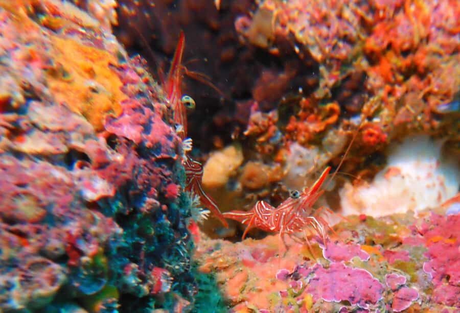 Colombo: Shipwreck Diving Experience within the city - Authentic Experiences & Hidden Gems