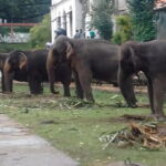 Colombo to Kandy Private Day Tour - Why This Tour Offers Great Value