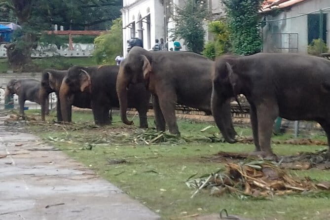 Colombo to Kandy Private Day Tour - Why This Tour Offers Great Value