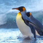 Colors of the Sea  Nagasaki Penguin Aquarium & Coastal Walk - Additional Practical Tips