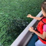 Combo:Langkawi Snorkeling & Tg Rhu mangrove private boat tour - What to Expect from Your Day in the Mangroves and Islands