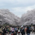 Conquer Tokyo's Best Cherry Blossom Viewing Spots in One Day - Final Thoughts