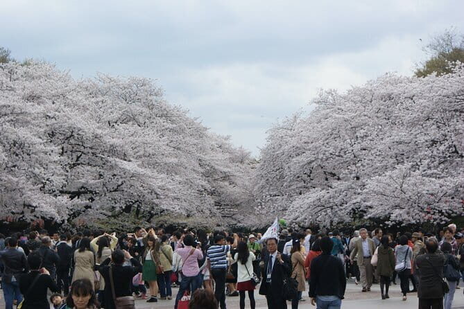 Conquer Tokyo's Best Cherry Blossom Viewing Spots in One Day - Final Thoughts