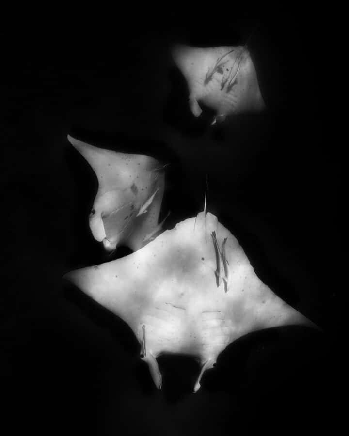 Coral Bay: Half Day Ningaloo Reef Adventure with Manta Rays - Why This Tour Delivers Great Value