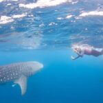 Coral Bay: Ningaloo Reef Swim and Snorkel with Whale Sharks - What Makes This Tour Stand Out