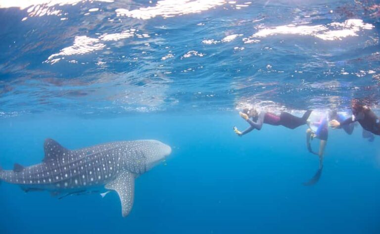 Coral Bay: Ningaloo Reef Swim and Snorkel with Whale Sharks - What Makes This Tour Stand Out