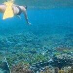 Coral Restoration Snorkeling Tour On Nusa Penida with NGO - Who Should Book This Tour?