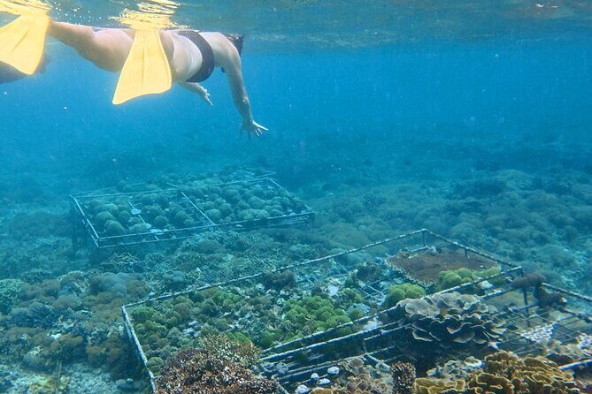 Coral Restoration Snorkeling Tour On Nusa Penida with NGO - Who Should Book This Tour?