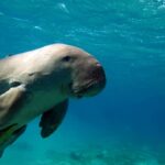 Coron: Dugong Watching and Snorkeling Tour with Lunch - What to Expect on the Tour