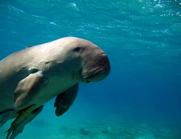 Coron: Dugong Watching and Snorkeling Tour with Lunch - What to Expect on the Tour