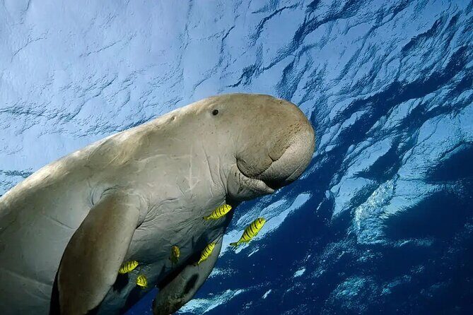 Coron Group Dugong and Turtle Watching with Lunch - Is It Worth the Price?