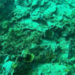 Coron Reefs & Wreck Tour (Shared Tour) - A Closer Look at the Coral and Wreck Adventures