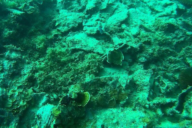 Coron Reefs & Wreck Tour (Shared Tour) - A Closer Look at the Coral and Wreck Adventures
