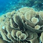 Coron Shipwrecks and Lusong Coral Garden tour (Private / Shared) - Authentic Insights from Reviews