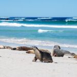 Cruise Ship Flinders Chase Tour - Practical Details & Experience Tips