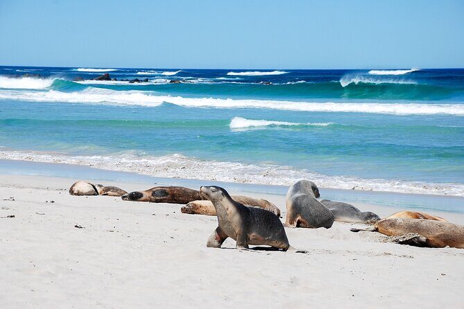 Cruise Ship Flinders Chase Tour - Practical Details & Experience Tips