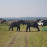 Cultural and Wildlife Expedition  10 Days - Practical Aspects: Transportation, Timing, and Customization