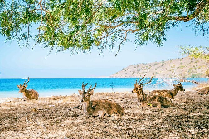 Customized 12 Days Indonesia Family Tour from Jakarta - Adventure and Nature: Cave Exploration and Volcano Views