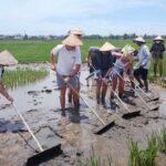 Cycling, Buffalo Ride and Basket Boat Tour in Hoi An - Value and Practical Details
