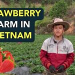 Da Lat: Sunrise Photography & Scenic Morning Tour - Practical Details and What to Expect