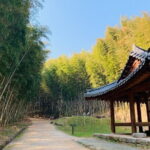 Damyang Bamboo Forest Tour (Private) - Key Points