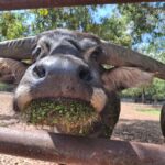 Darwin: Territory Wildlife Park Entry Ticket - Why the Price Offers Great Value