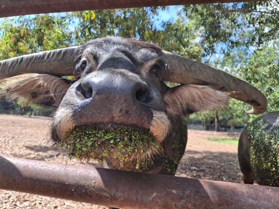 Darwin: Territory Wildlife Park Entry Ticket - Why the Price Offers Great Value