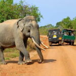 Day Excursion to Udawalawe from Colombo - Who Should Consider This Tour?
