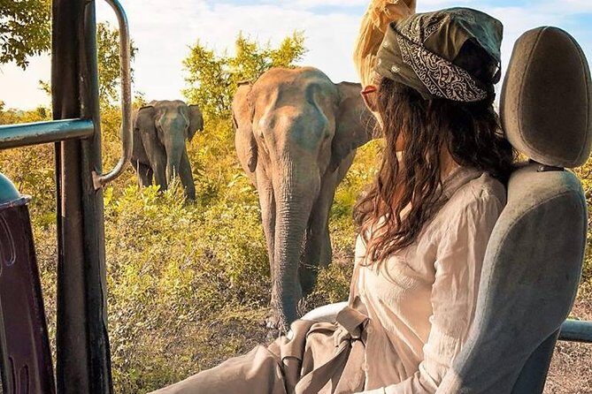 Day Excursions to Minneriya National Park Safari From Negombo - Transportation and Comfort