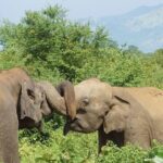 Day Excursions to Udawalawe From Bentota - What Travelers Say