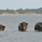 Day Excursions To Udawalawe National Park From Negombo - What’s Included and What’s Not
