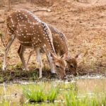 Day Excursions To Yala National Park Jeep Safari Form Galle - The Sum Up