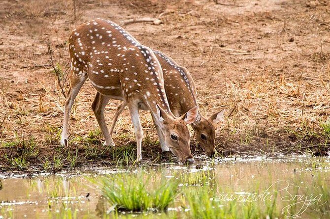 Day Excursions To Yala National Park Jeep Safari Form Galle - The Sum Up
