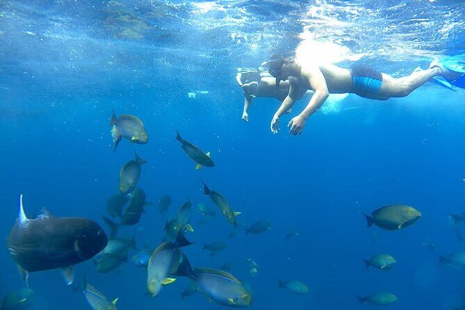 Day Tour and Snorkeling With Manta Rays to Lembongan From Bali - What Makes This Tour Stand Out?