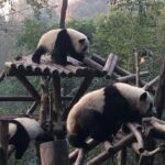 Day Tour: Chengdu Panda Breeding Base and Leshan Giant Buddha - How Well Does It Value Out?