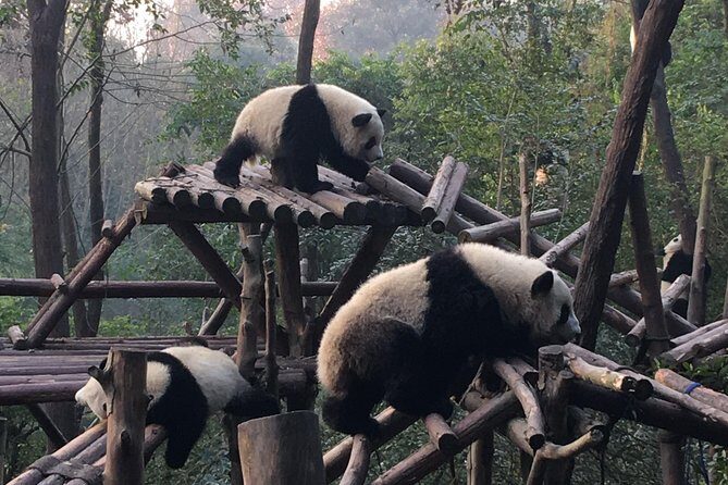 Day Tour: Chengdu Panda Breeding Base and Leshan Giant Buddha - How Well Does It Value Out?