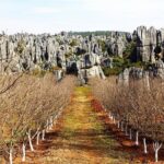 Day Tour to Kunming's Stone Forest and Jiuxiang Cave - Practical Details and Tips