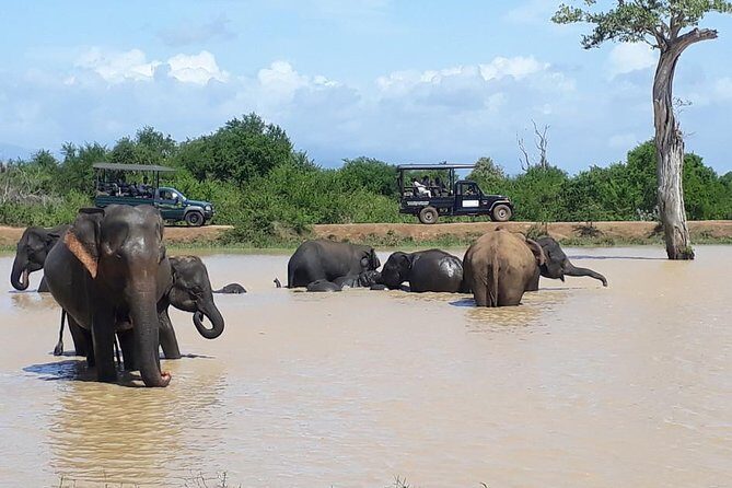 Day tour to Udawalawe from Colombo - Why Choose This Tour?