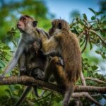 Day Tour to Wilpattu National Park From Negombo - Practical Considerations