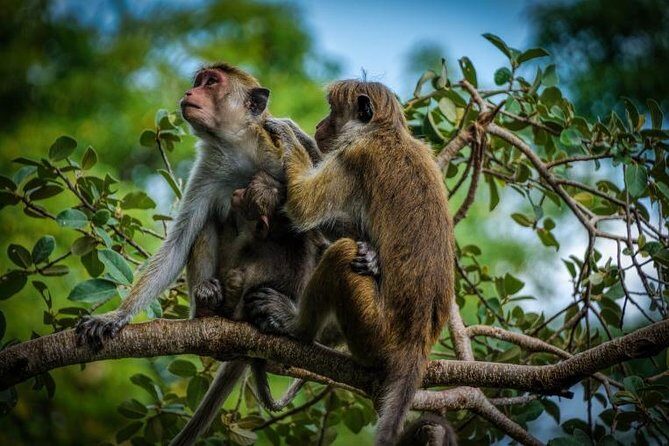 Day Tour to Wilpattu National Park From Negombo - Practical Considerations