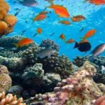 Day Trip: Lempuyang Temple &Tirta Gangga with Snorkeling at Blue Lagoon beach - Why This Tour Offers Good Value