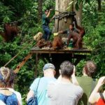 Day Trip Sepilok Orang-utan And City Tour (Flight Excluded) - Who This Tour Is Best For