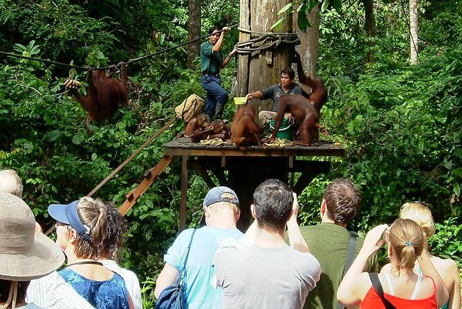Day Trip Sepilok Orang-utan And City Tour (Flight Excluded) - Who This Tour Is Best For