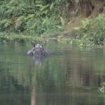 Day Walk(8-10h.) inside Chitwan National Park. - What Past Travelers Say